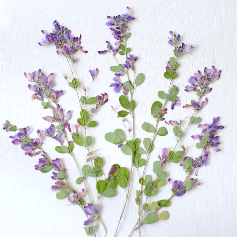Dried Flower Bookmark - 6個入り、天然レスペデザのドライプレスフラワー、植物標本絵画アート、フォトフレーム、手作りブックマーク、樹脂ジュエリー