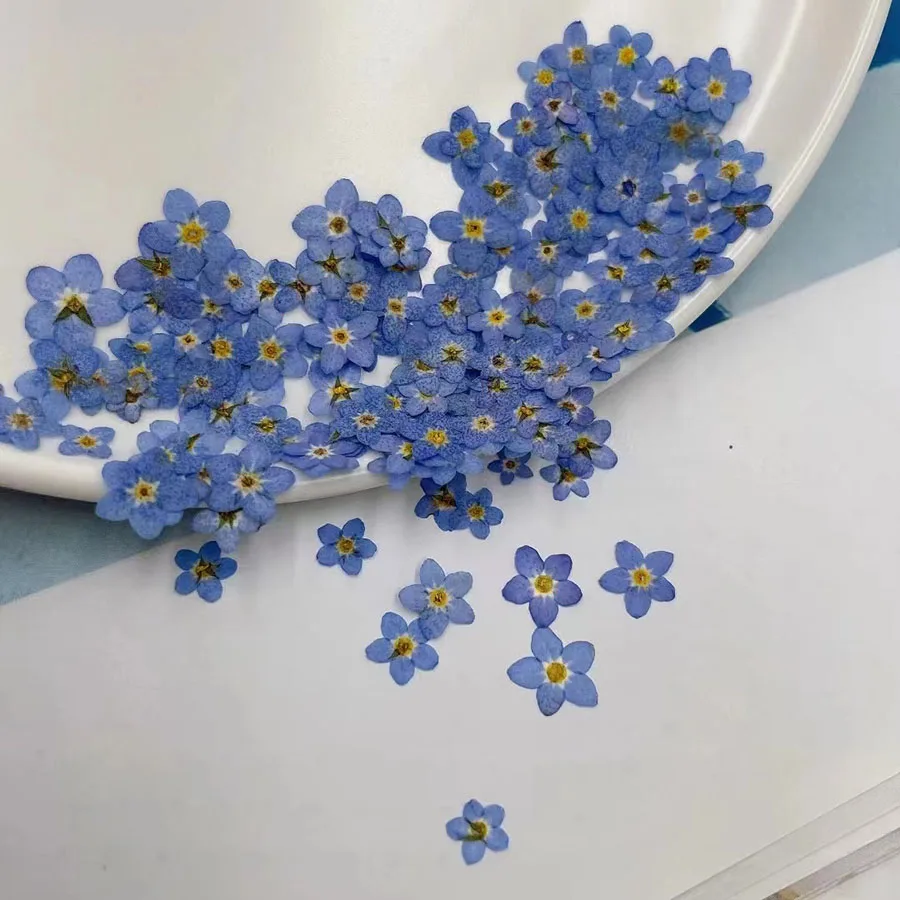 Dried Flower Bookmark - 天然乾燥ブルーフォーゲットメノット（忘れな草）の花、ミオソティス・シルバティカ植物のハーバリウム、ジュエリー、ブックマーク、ネイルアート、スクラップブック用
