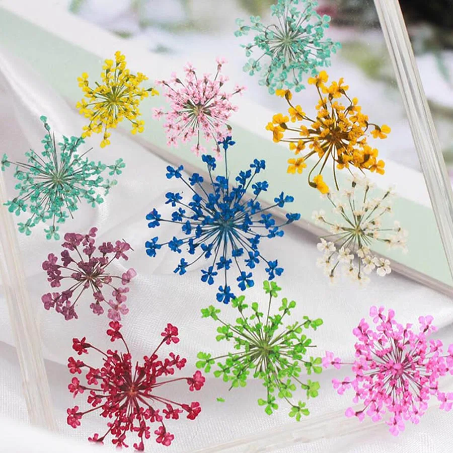 Dried Flower Bookmark - 60 個プレス乾燥 20-25 ミリメートル Ammi Majus