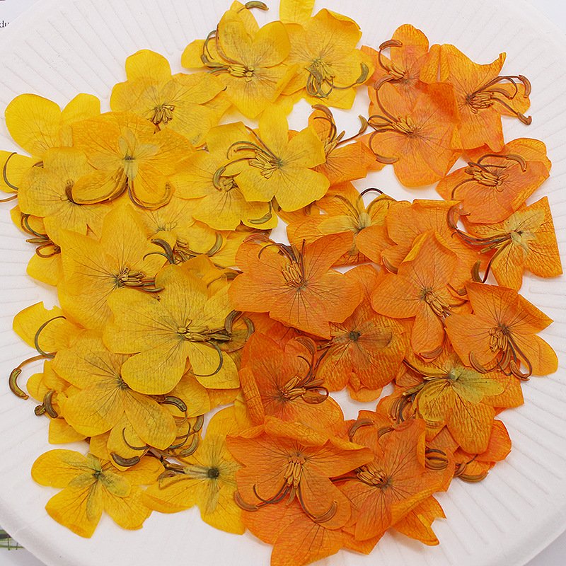 Dried Flower Bookmark - 60 個乾燥圧縮黄色/オレンジカシア花植物ハーバリウムジュエリーポストカード電話ケースブックマーク招待状カード DIY