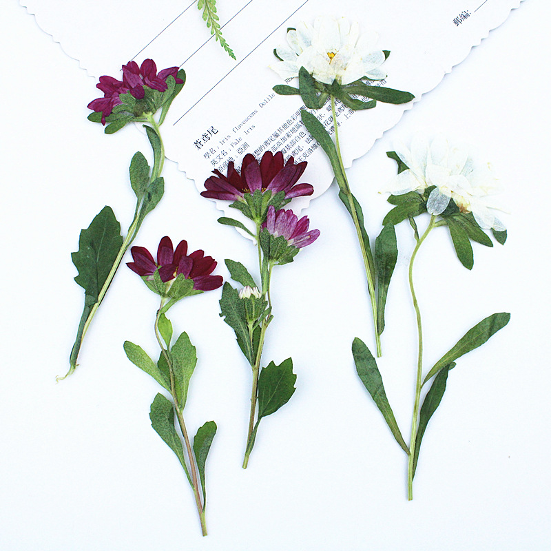 Dried Flower Bookmark - 24個入り、ミニ菊の押し花、レジン製スマホケース、ランプ、デカール、ブックマーク、植物、フォトフレーム、DIYクラフト用品に