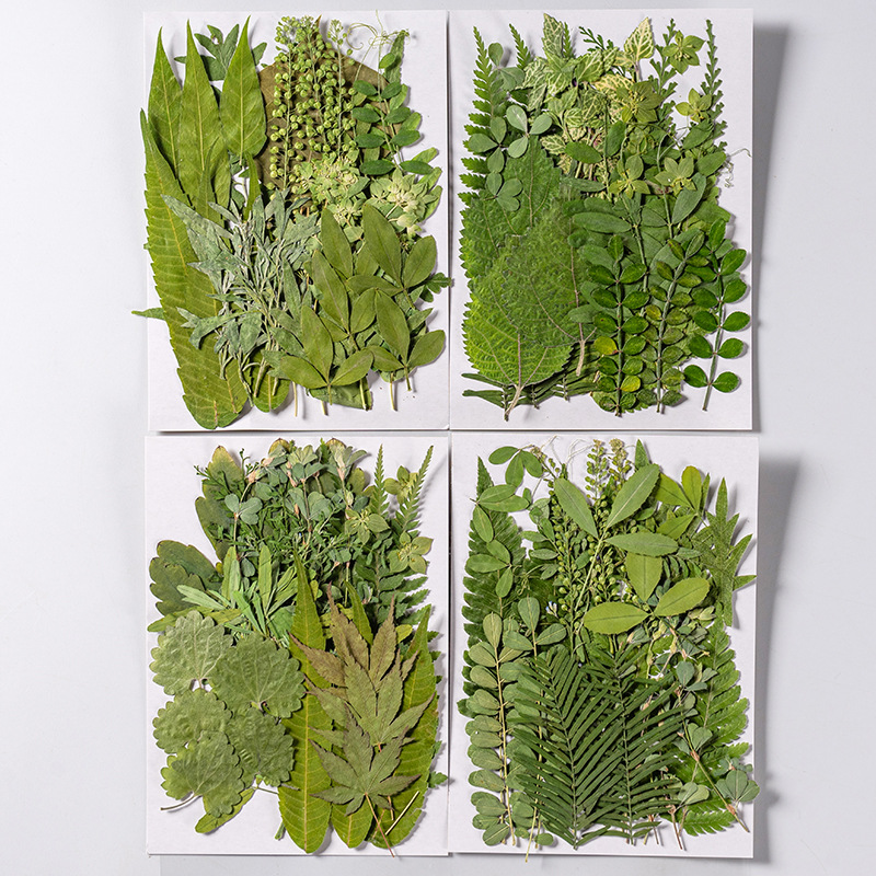 1 セット 35 個押し花ドライフラワー混合葉ハーバリウム樹 - Dried Flower Bookmark のレビューと価格