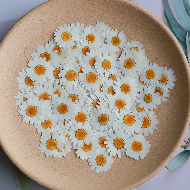 60X プレス乾燥ナチュラルホワイト菊 Paludosum  - Dried Flower Bookmark のレビューと価格