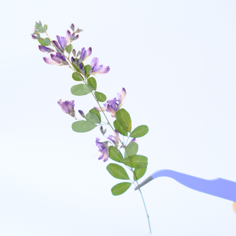 6個入り、天然レスペデザのドライプレスフラワー、植物標本絵画 - Dried Flower Bookmark のレビューと価格