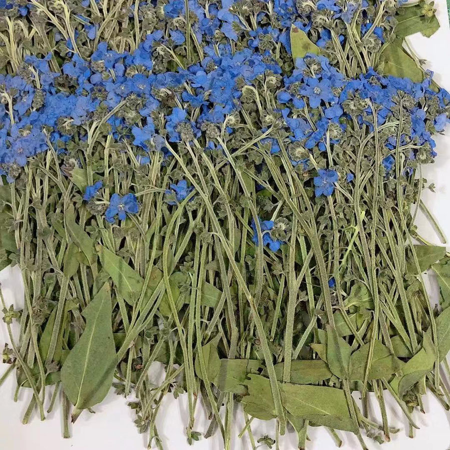 天然乾燥ブルーフォーゲットメノット（忘れな草）の花、ミオソテ - Dried Flower Bookmark のレビューと価格