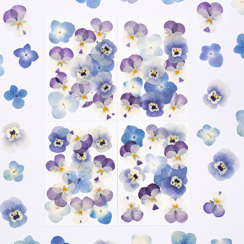 12個入り、本物のヴィオラ・コルヌータ押し花、天然花びら、D - Dried Flower Bookmark のレビューと価格