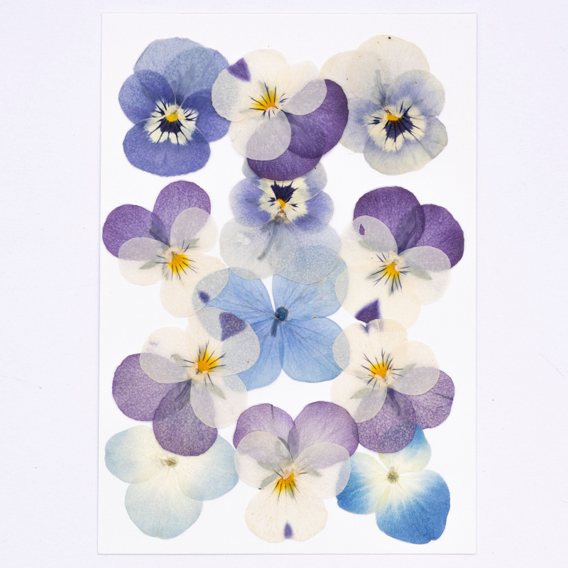 12個入り、本物のヴィオラ・コルヌータ押し花、天然花びら、D - Dried Flower Bookmark のレビューと価格