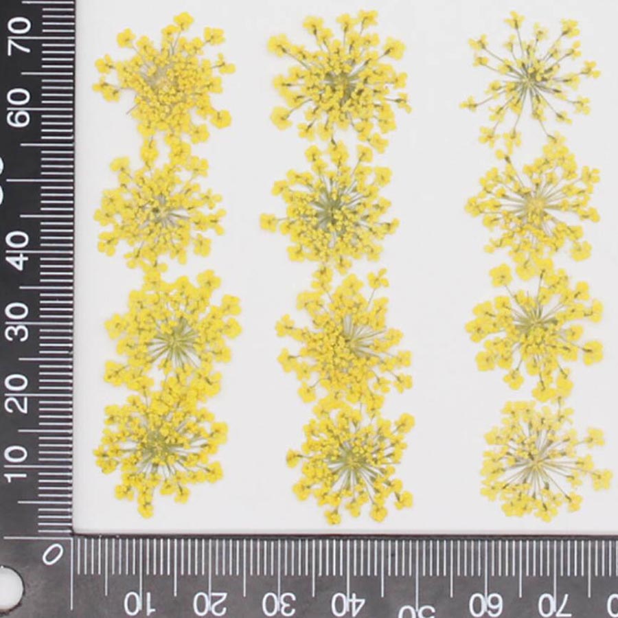 Ammi majus-プレスされた乾燥した花,15〜20mm - Dried Flower Bookmark のレビューと価格