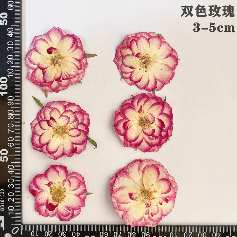 60 個プレス乾燥赤黄ピンクローズフラワー植物ハーバリウムジ - Dried Flower Bookmark のレビューと価格