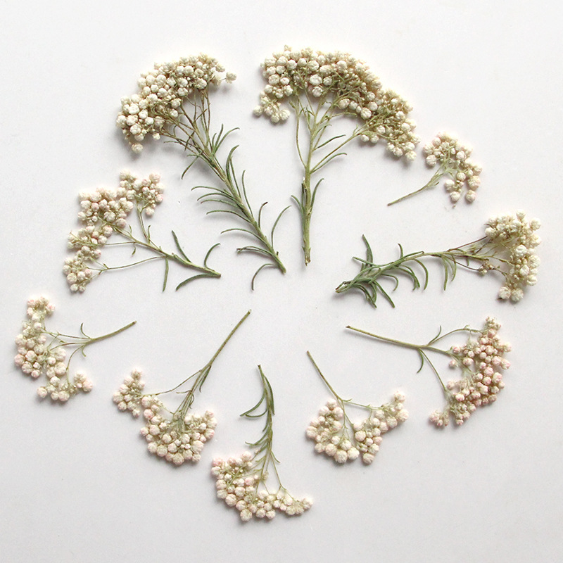 12個入り、天然キビの花の枝、押し花DIY接着剤ドロップ携帯 - Dried Flower Bookmark のレビューと価格