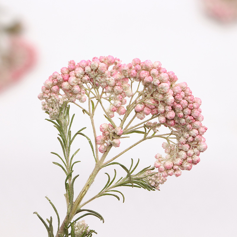 12個入り、天然キビの花の枝、押し花DIY接着剤ドロップ携帯 - Dried Flower Bookmark のレビューと価格