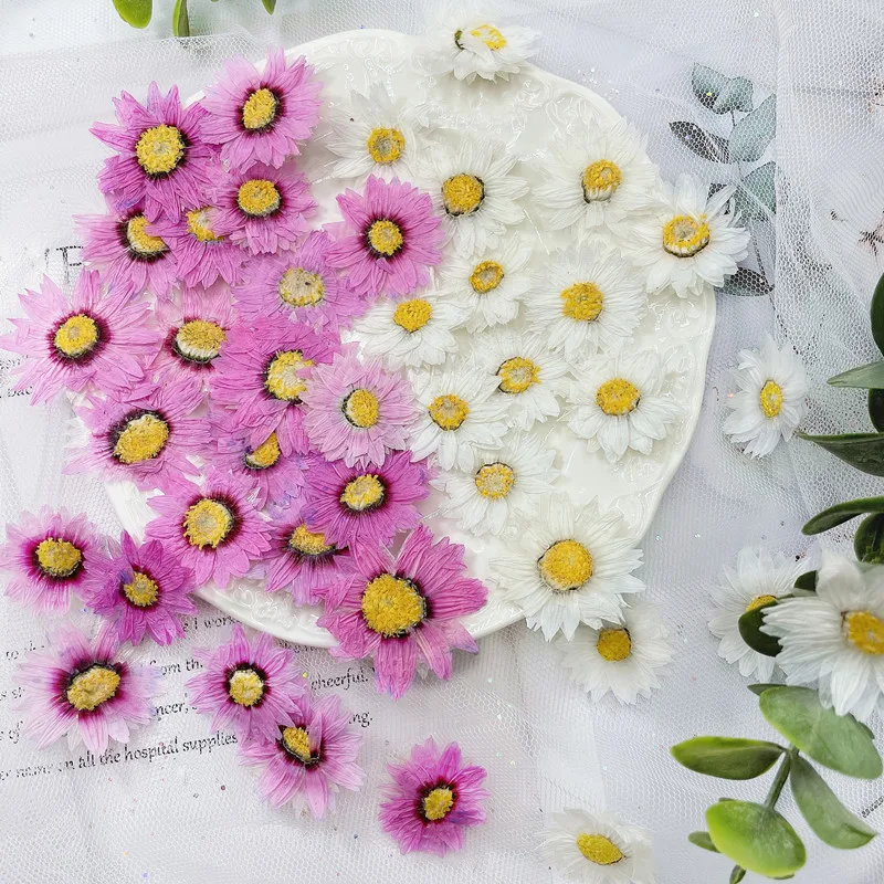 本物の乾燥したデイジーの花びら,24個/2-4cm,天然の花 - Dried Flower Bookmark のレビューと価格