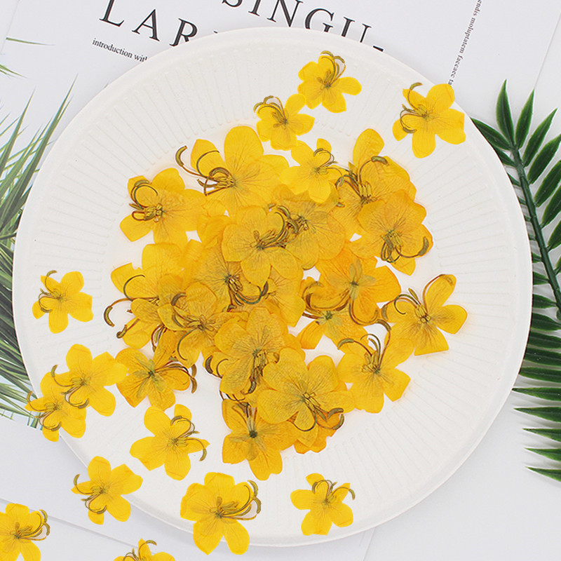 60 個乾燥圧縮黄色/オレンジカシア花植物ハーバリウムジュエ - Dried Flower Bookmark のレビューと価格