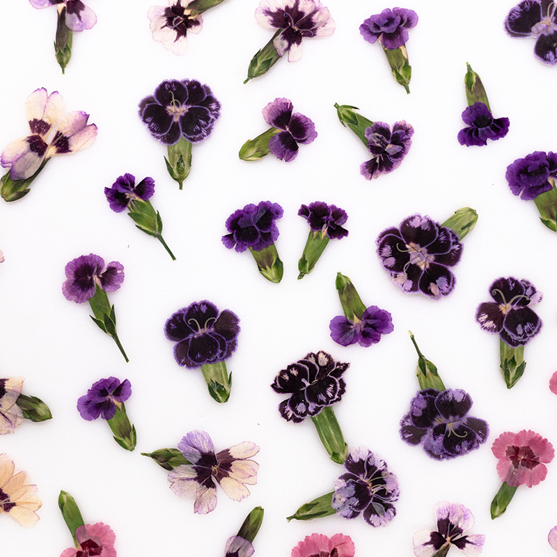 24個入り、押し花のデイジーの花、本物の植物を使ったDIYグ - Dried Flower Bookmark のレビューと価格